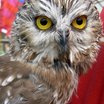 Northern Saw-whet Owl
